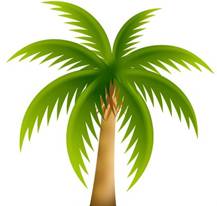 _psd-palm-tree-px