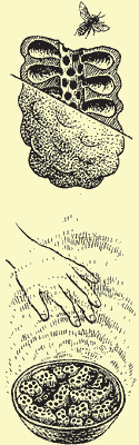 http://*****/glava05_1/509.gif