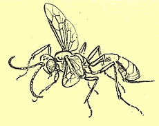 http://*****/glava05_3/559.gif