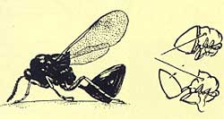http://*****/glava06_3/671.jpg
