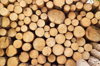 C:\Users\user\Desktop\timber-5.jpg
