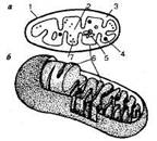 http://*****/pic/org-k-iifun-003.jpg