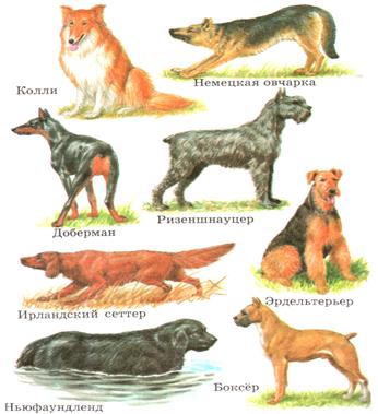 собаки"