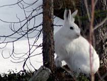 http://www.blather.net/abroad/archives/IMG_6484_hare_turns.jpg