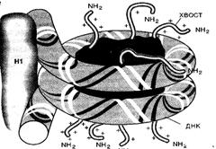 nucl