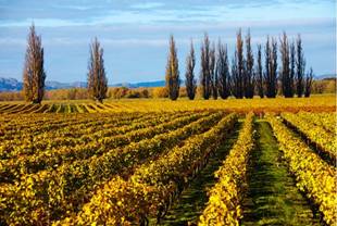 G:\Pictures\New Zealand Mark II\Itinerery Images\Picton\Winery 8.2-5.5.jpg