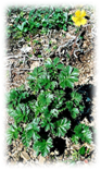Acomastylis rossii. �����: �������� ������