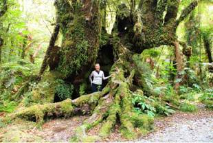 G:\Pictures\New Zealand Mark II\Itinerery Images\Glaciers\Walk 8.2-5.5.jpg