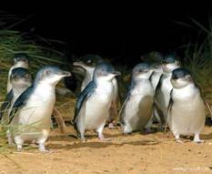 Описание: http://www.yha.com.au/content/ts_cache/traveldeals/products/photos/W2_4434E3E76C8C441160E70435D7BC0FB6.jpg