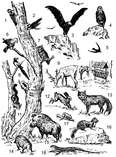 Рис. 9. В мире
млекопитающих и птиц.