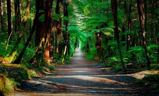 G:\Pictures\New Zealand Mark II\Itinerery Images\Rotorua\Redwoods\RW 1 8.2-5.5.jpg