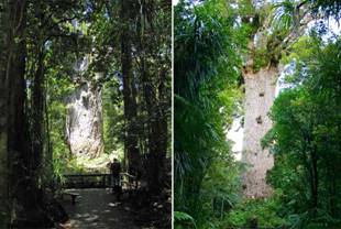 G:\Pictures\New Zealand Mark II\Itinerery Images\Kauri Cost\Kauri 1 8.2-5.5.jpg
