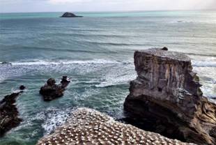 G:\Pictures\New Zealand Mark II\Itinerery Images\Auckland\Muriwai 8.2-5.5.jpg