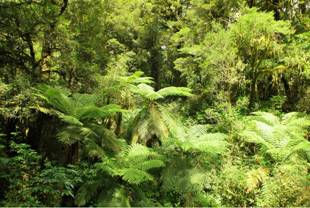 G:\Pictures\New Zealand Mark II\Itinerery Images\Auckland\Fern 8.2-5.5.jpg