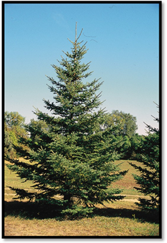 White-Spruce-520x791.jpg"