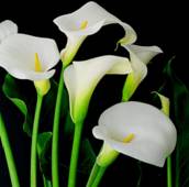 http://*****/design/pic/visred/Lilii.jpg