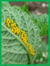 180px-Leptinotarsa-decemlineata-eggs"