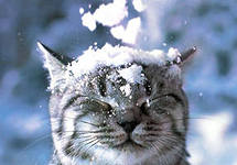 http://im3-tub-ru.yandex.net/i?id=-72&n=21