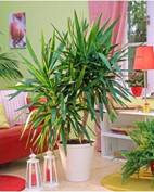 http://*****/wp-content/uploads/2012/04/yucca-v-interiere.jpg