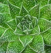 http://*****/uploads/posts/_aloe_cvet.jpg