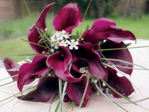http://*****/wp-content/uploads/2012/02/purple-calla-14.jpg