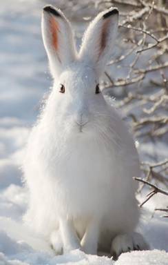 G:\��������\Lepus_timidus.jpg