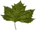 Green Leaf_hc