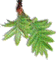 rowan_leaf_shadow