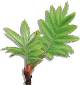 rowan_leaf_shadow