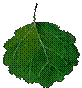 osina