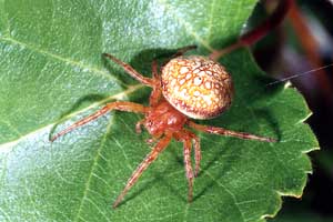 Araneus alsinae