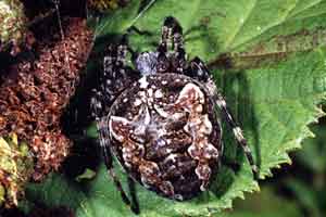 Araneus nordmanni