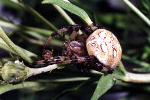 Araneus quadratus
