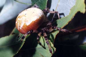 Araneus quadratus
