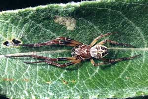 Larinioides cornutus