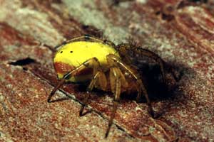 Araniella displicata
