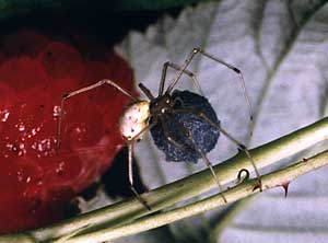 Enoplognatha margarita