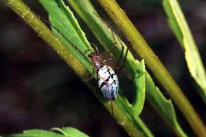 Tetragnatha pinicola