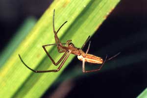 Tetragnatha sp.