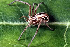 Philodromus histrio