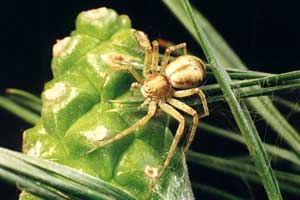 Philidromus cespitum