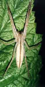 Tibellus sp.