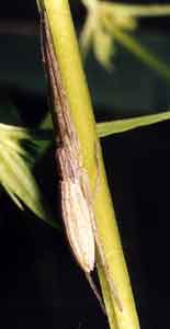 Tibellus sp.