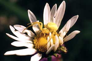 Misumena vatia