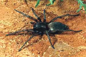 Drassodes sp.