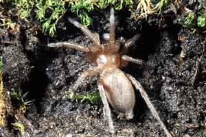 Gnaphosidae