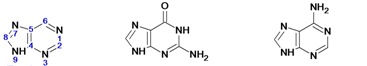 http://*****/%7Eaelita/Term3/Purine.png