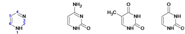 http://*****/%7Eaelita/Term3/Purine.png