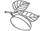 Абрикос