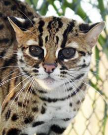 Бенгальский кот
